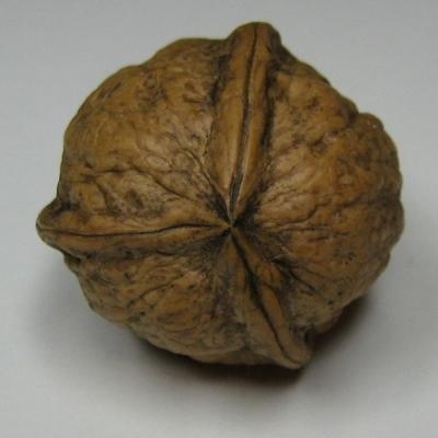 Lucky nut
