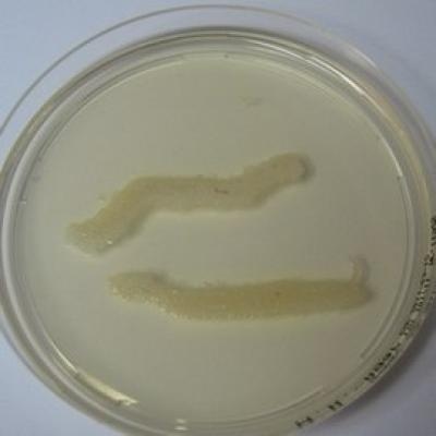 Bacteria